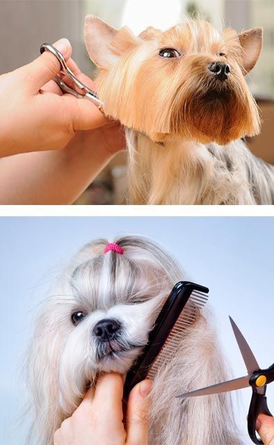 Arriba: Se le acicala la cara a un perro con tijeras. Abajo: Se le peina y corta el pelo con tijeras.