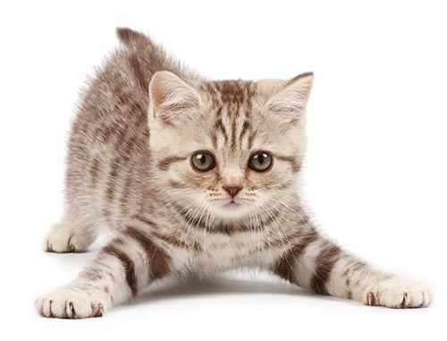Gatito de rayas marrones y tostadas con patas extendidas.