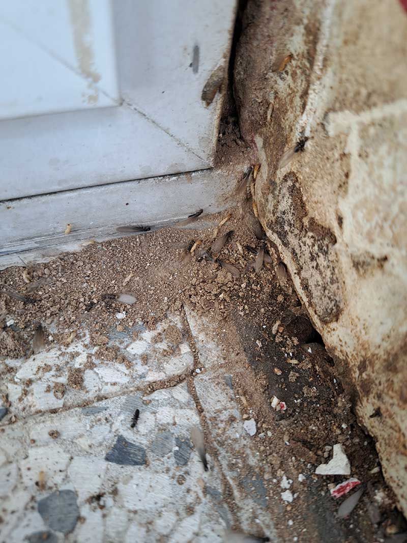 Καταπολέμηση Τερμιτών - Sustainable Pest Control