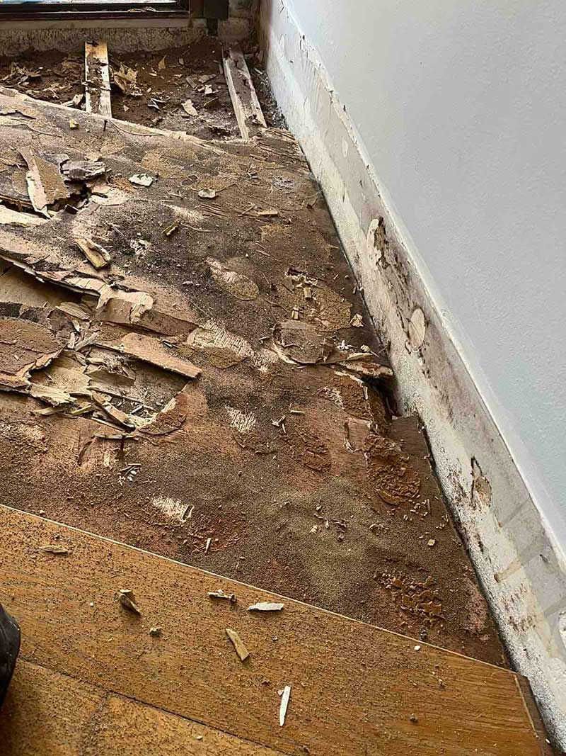 Καταπολέμηση Τερμιτών - Sustainable Pest Control