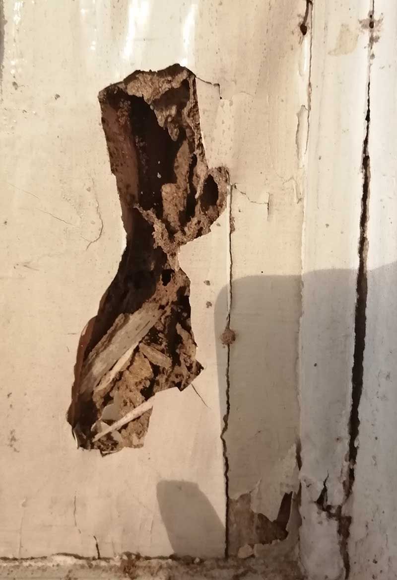 Εντοπισμός τερμιτών σε οικία στην Άνδρο