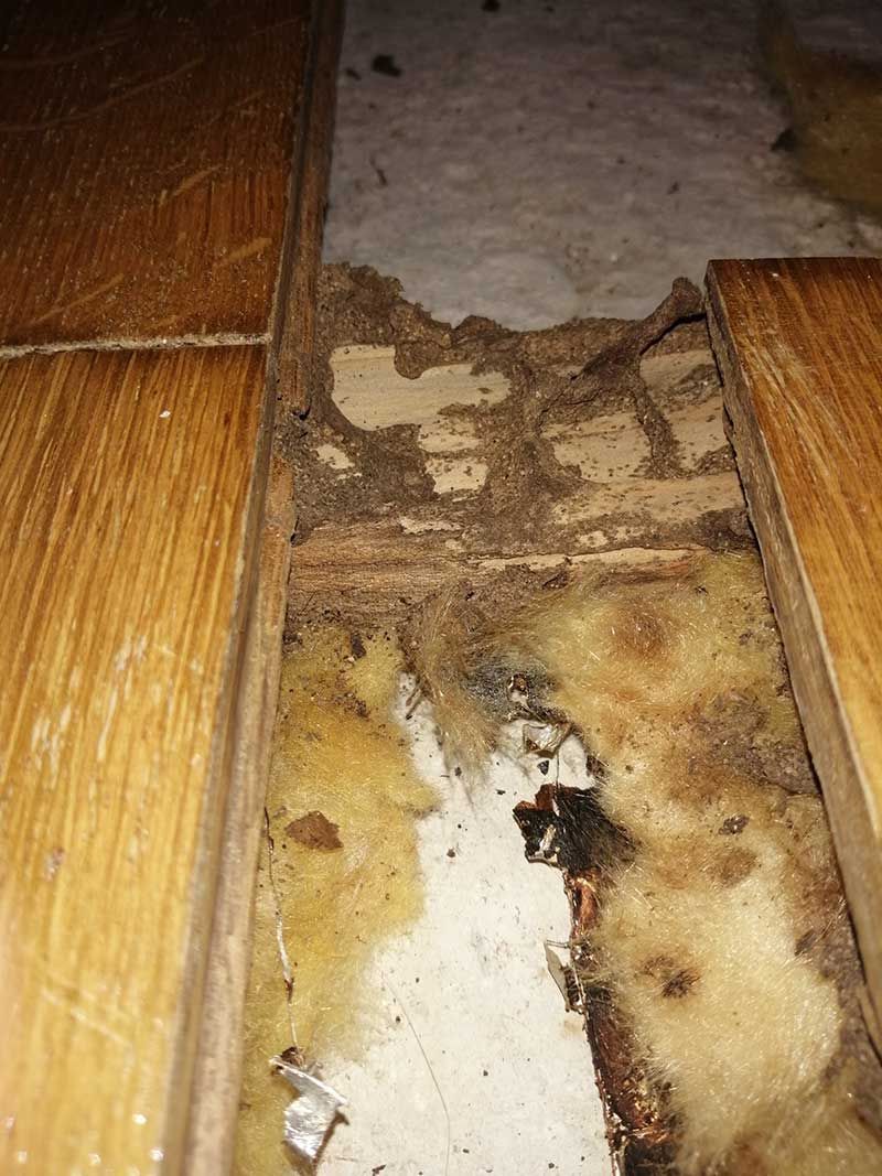 Εντοπισμός τερμιτών σε πάτωμα στην Βούλα