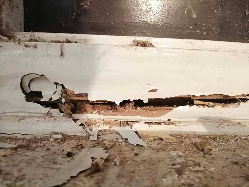 Καταπολέμηση Τερμιτών - Sustainable Pest Control