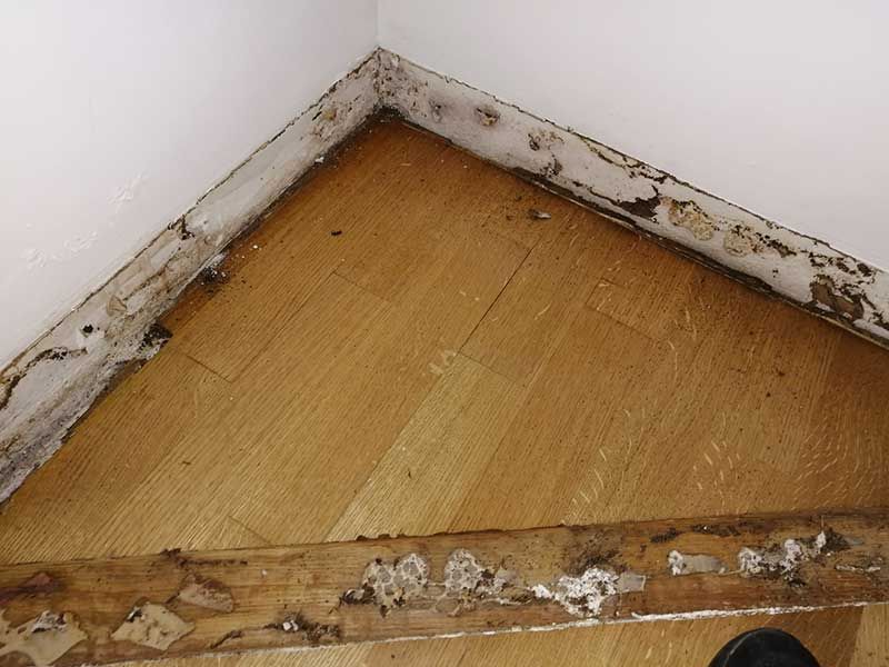 Καταπολέμηση Τερμιτών - Sustainable Pest Control