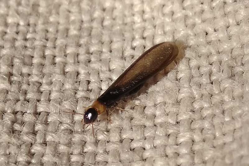 Καταπολέμηση Τερμιτών - Sustainable Pest Control