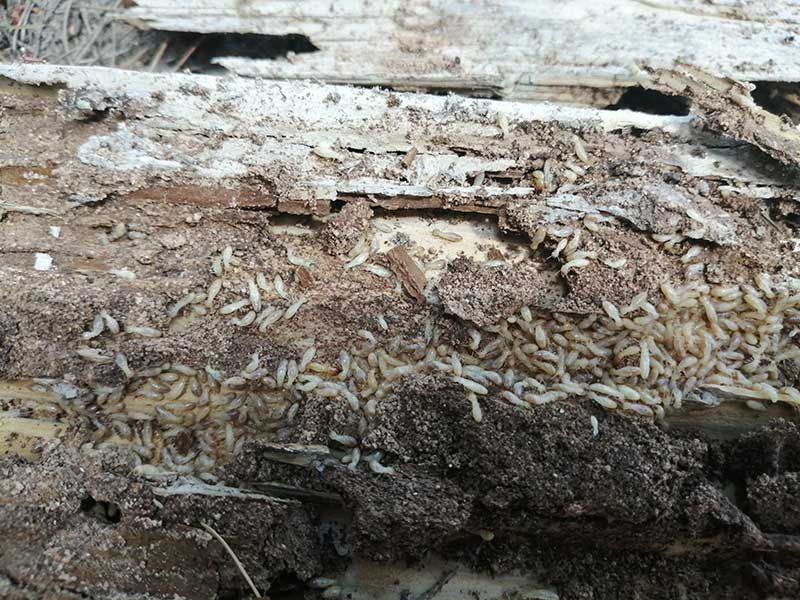 Καταπολέμηση Τερμιτών - Sustainable Pest Control