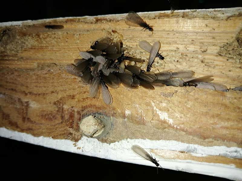 Καταπολέμηση Τερμιτών - Sustainable Pest Control