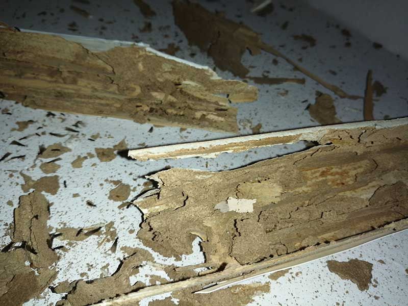 Καταπολέμηση Τερμιτών - Sustainable Pest Control