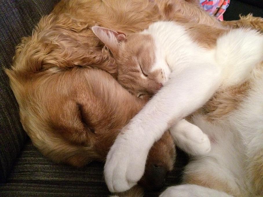 Chien et chat Chien et chat