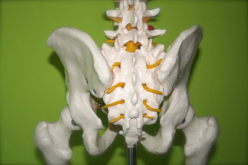 Modell Skelett Beckenknochen und untere Wirbelsäule