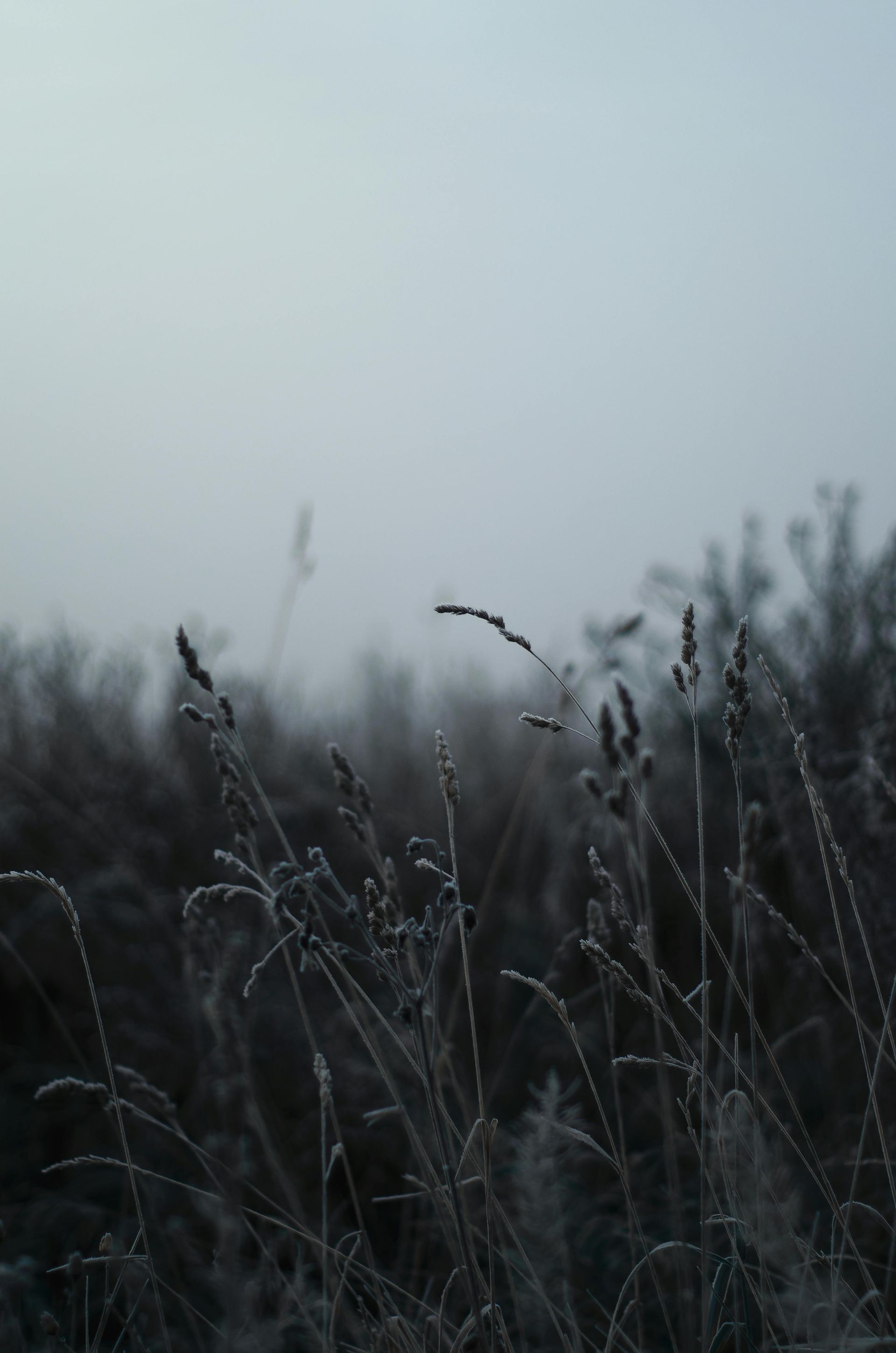 Frostbedecktes Gras zeichnet sich vor dem hellgrauen Morgenhimmel ab