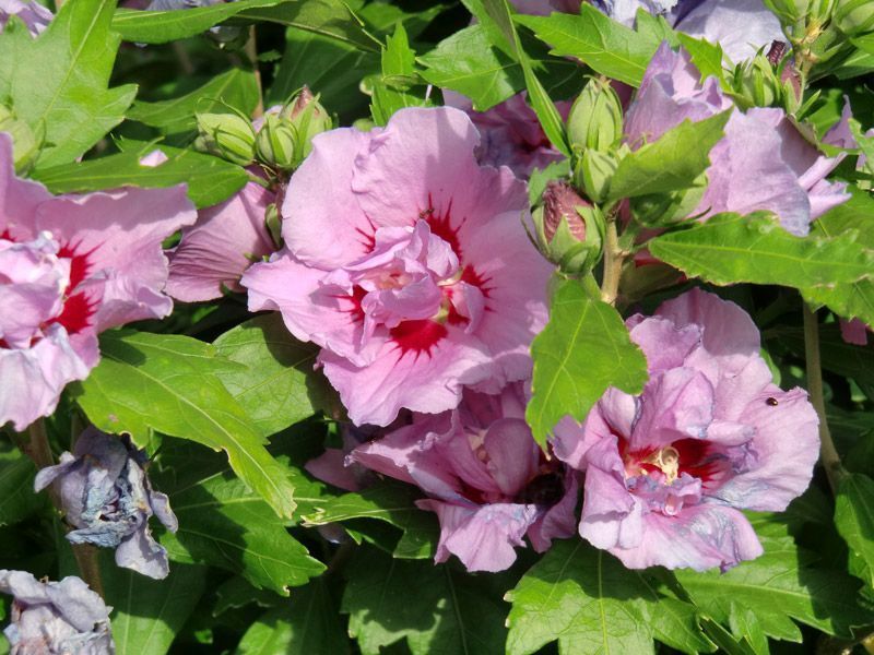 Referenzen Pflanzarbeiten