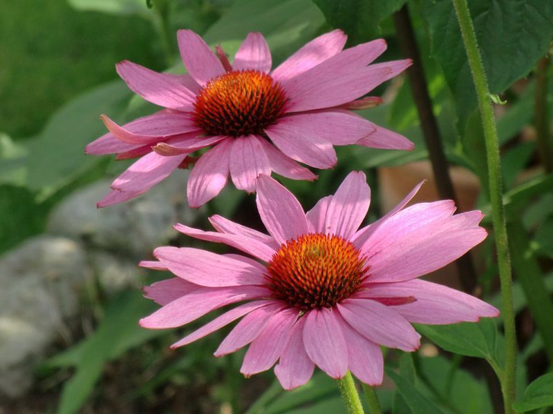 Referenzen Pflanzarbeiten