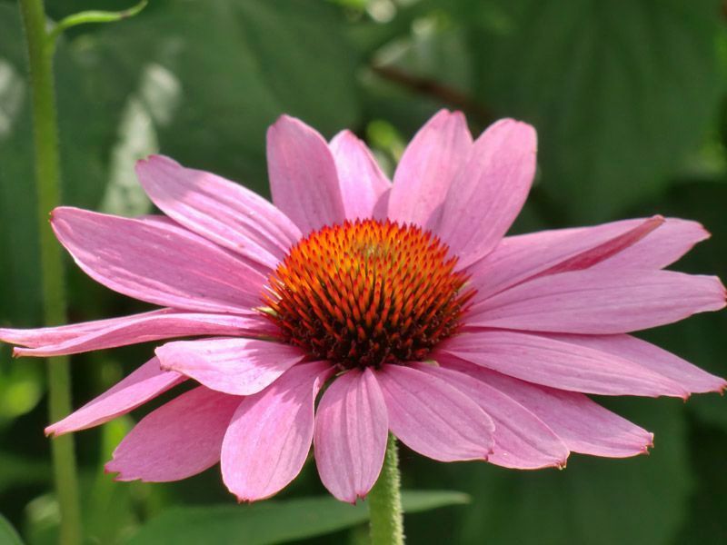 Referenzen Pflanzarbeiten