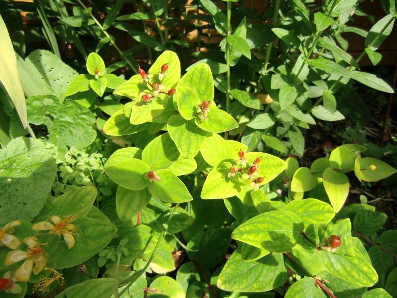 Referenzen Pflanzarbeiten