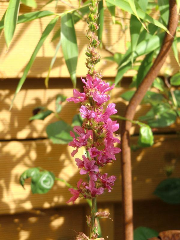 Referenzen Pflanzarbeiten