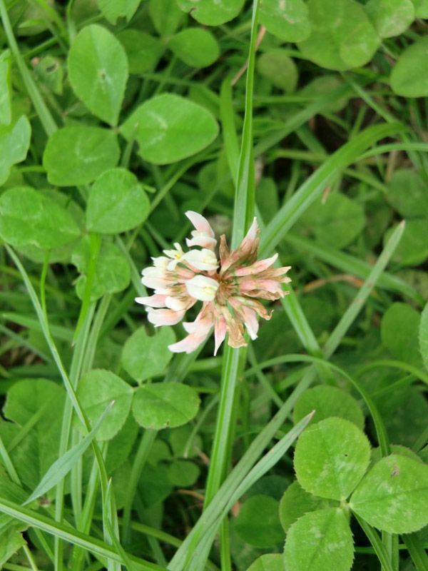 Referenzen Pflanzarbeiten