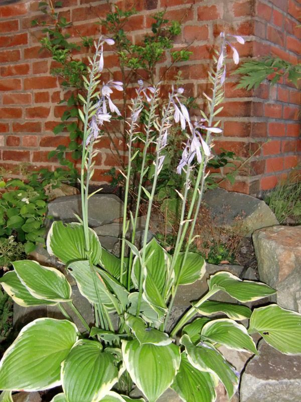 Referenzen Pflanzarbeiten