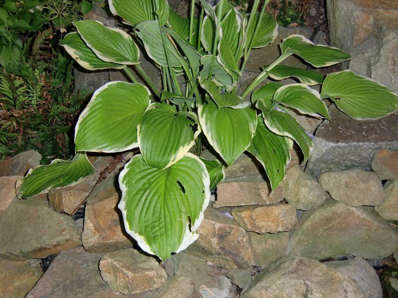 Referenzen Pflanzarbeiten