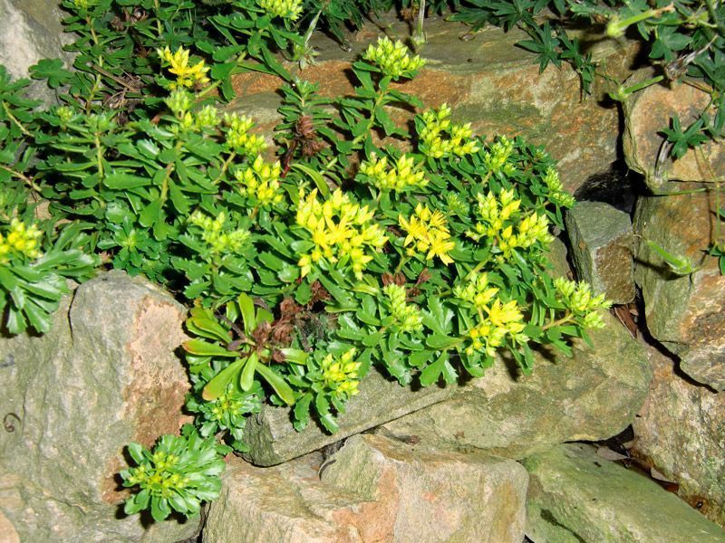 Referenzen Pflanzarbeiten