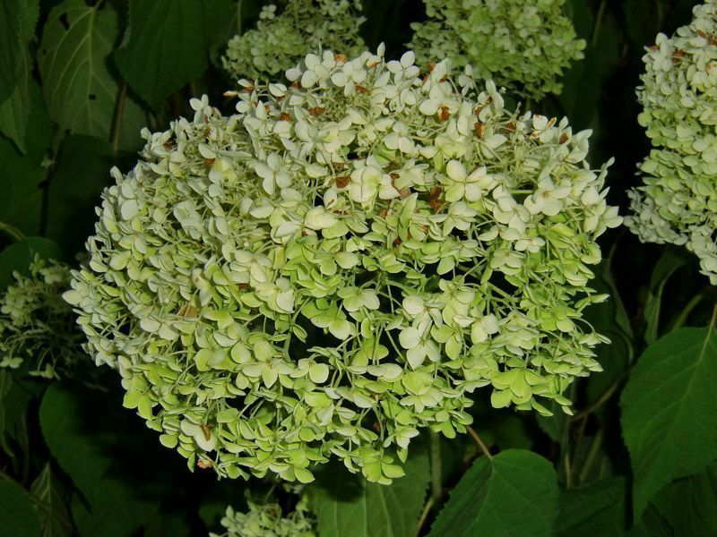 Referenzen Pflanzarbeiten