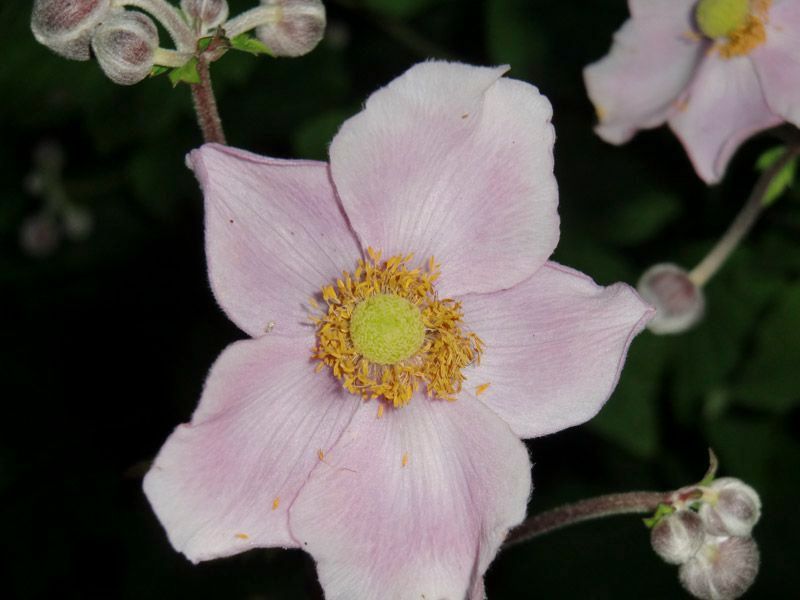 Referenzen Pflanzarbeiten