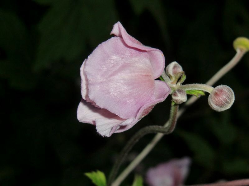 Referenzen Pflanzarbeiten