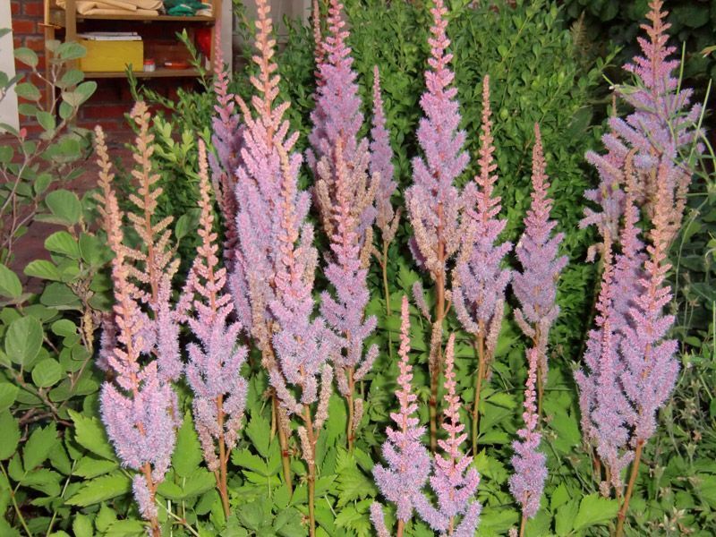 Referenzen Pflanzarbeiten