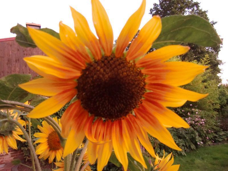 Referenzen Pflanzarbeiten