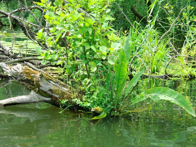 Referenzen Pflanzarbeiten