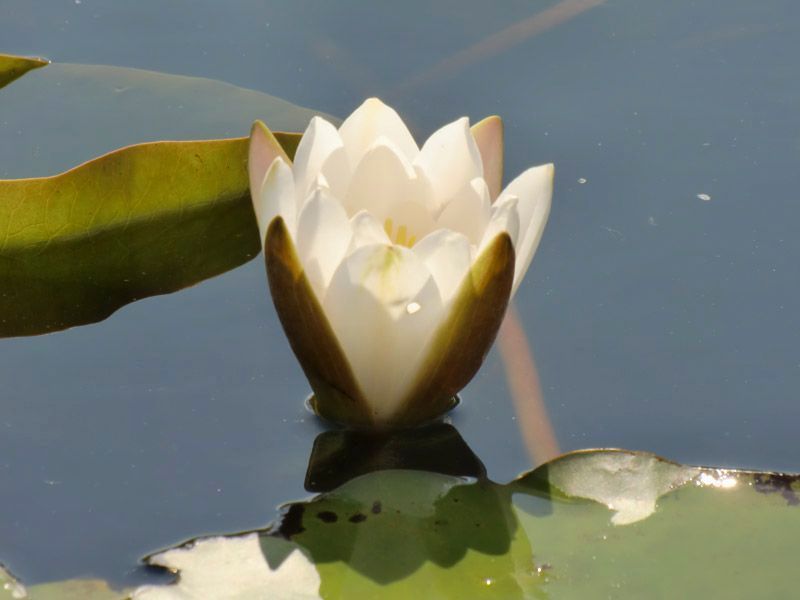 Referenzen Pflanzarbeiten