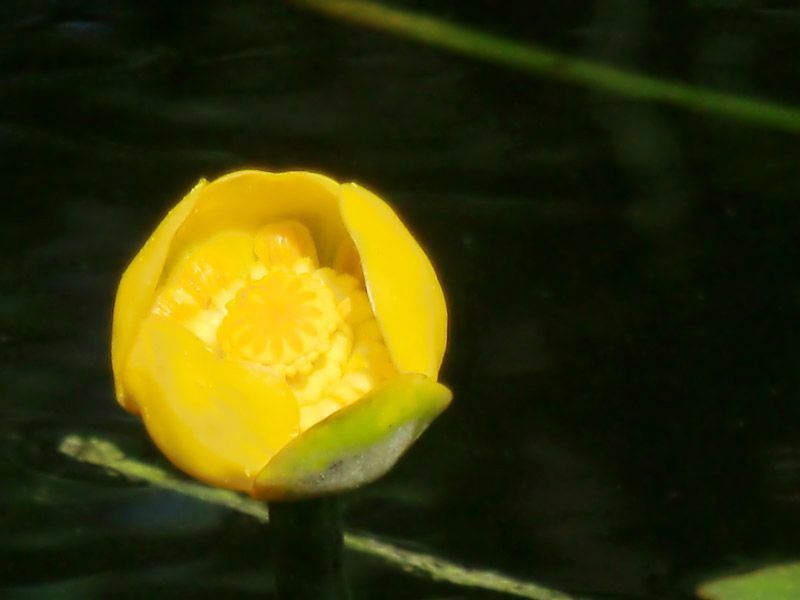 Referenzen Pflanzarbeiten