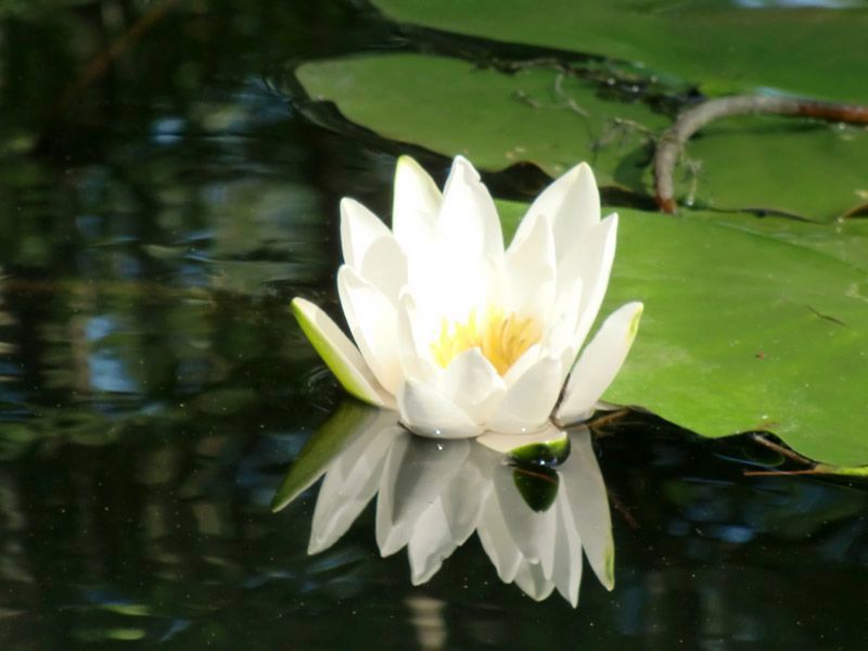 Referenzen Pflanzarbeiten