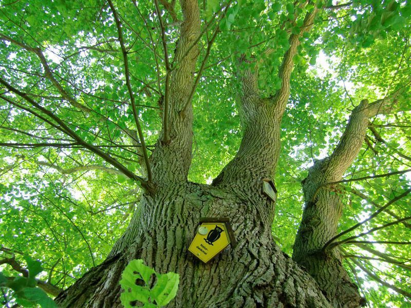 Referenzen Pflanzarbeiten