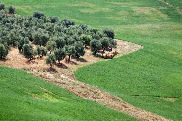 Una vista aérea de un exuberante campo verde con árboles y césped.