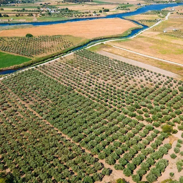 Una vista aérea de un exuberante campo verde con muchos árboles y un río.