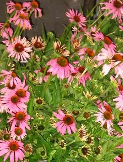 PlantaMed Bolliger - Met-Brauerei