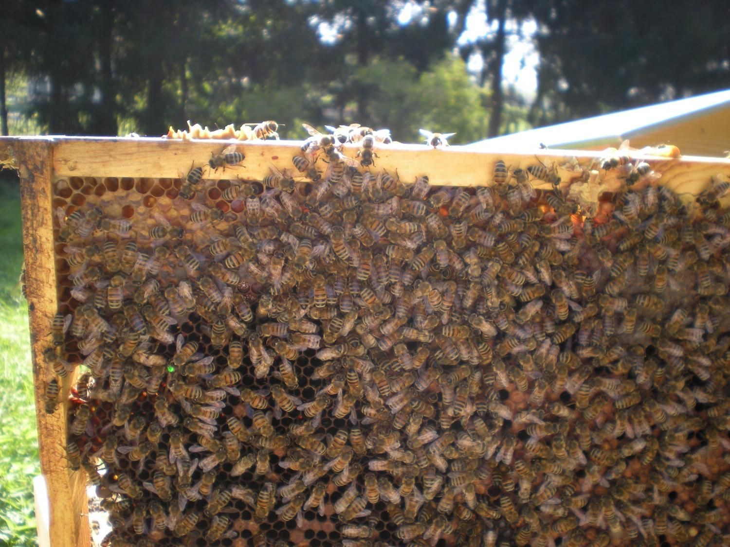 PlantaMed Bolliger - Met-Brauerei