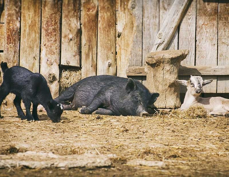 Un grupo de cerdos y cabras están comiendo heno en un corral.