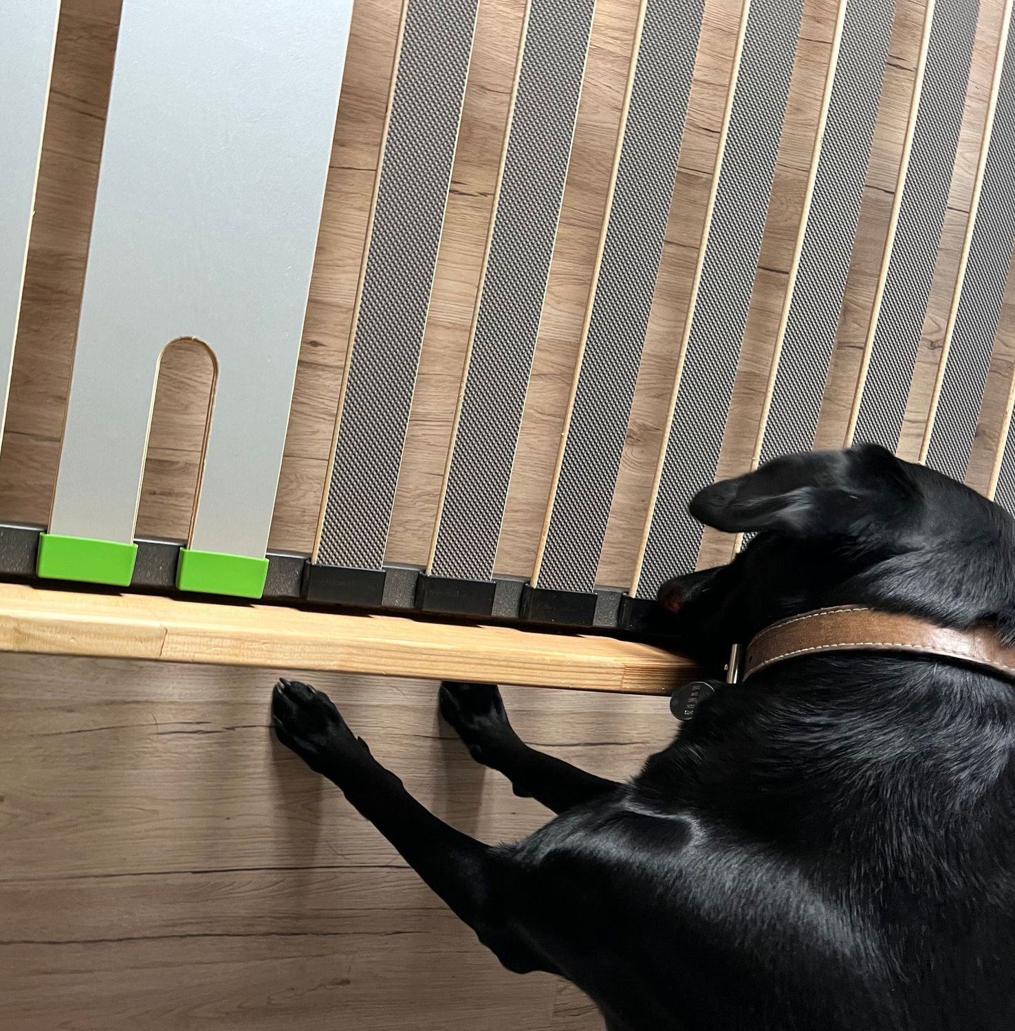 Chien noir couché près d'une barrière de sécurité en bois pour bébé, sa patte touchant les blocs de verrouillage verts et noirs