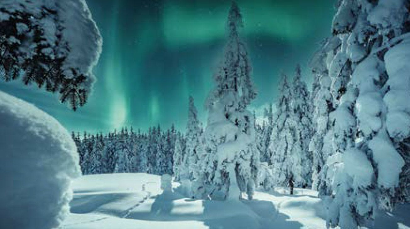 Árboles de hoja perenne cubiertos de nieve bajo un vibrante espectáculo de auroras boreales en un paisaje invernal.
