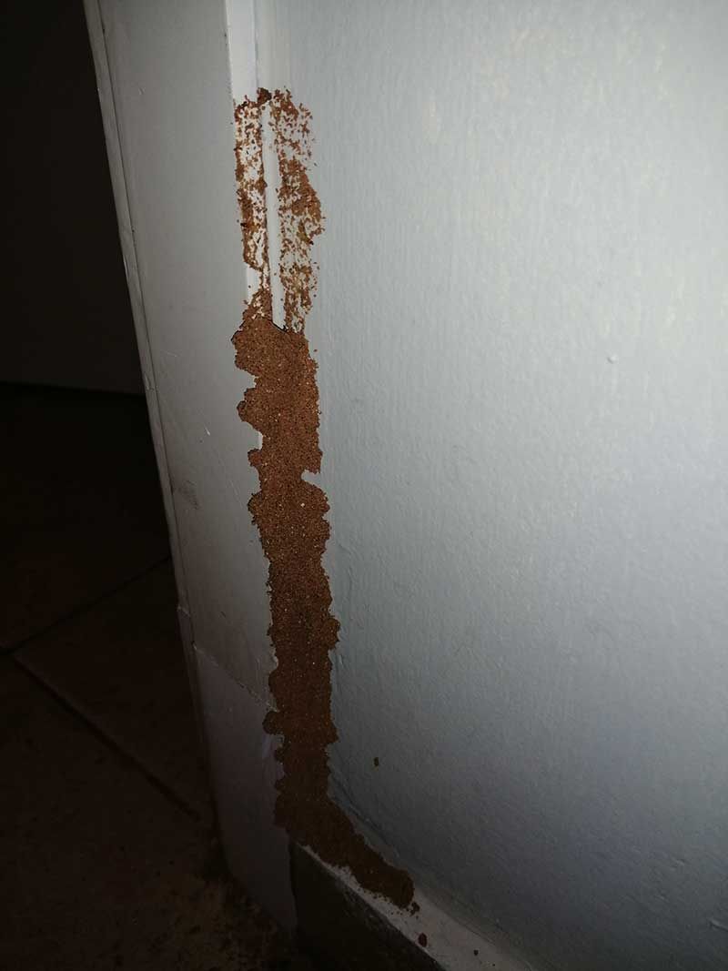 Στοά τερμιτών