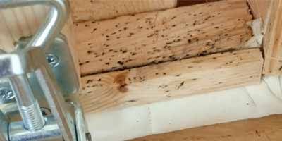 μαύρα στίγματα κοριών