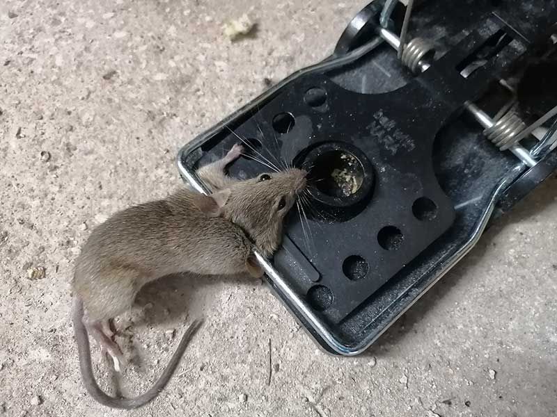 Μηχανική παγίδα