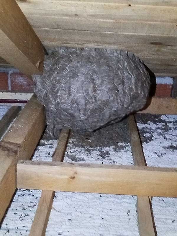 Φωλιά από σφήκες - απεντόμωση