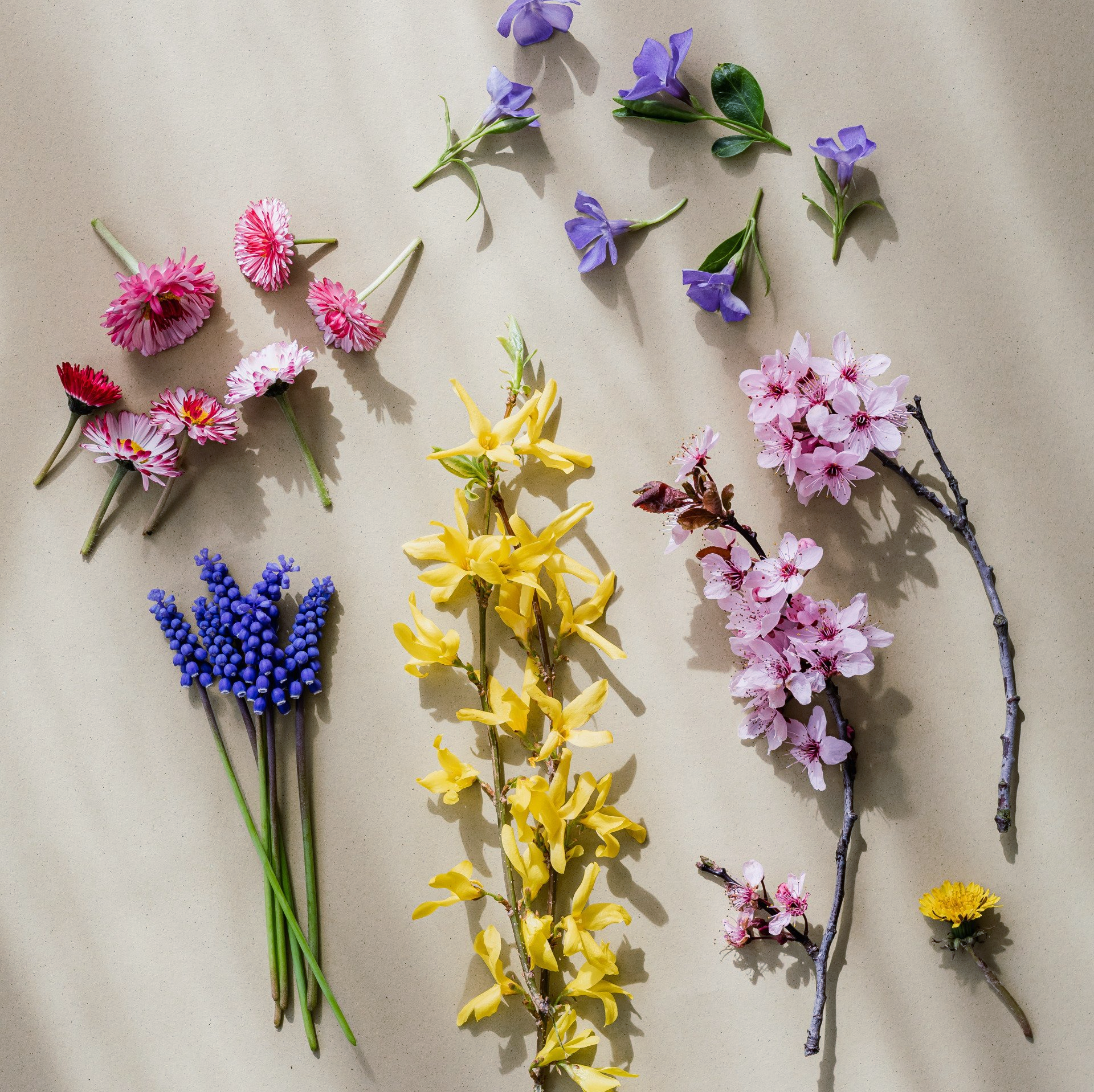 Assortiement de fleurs