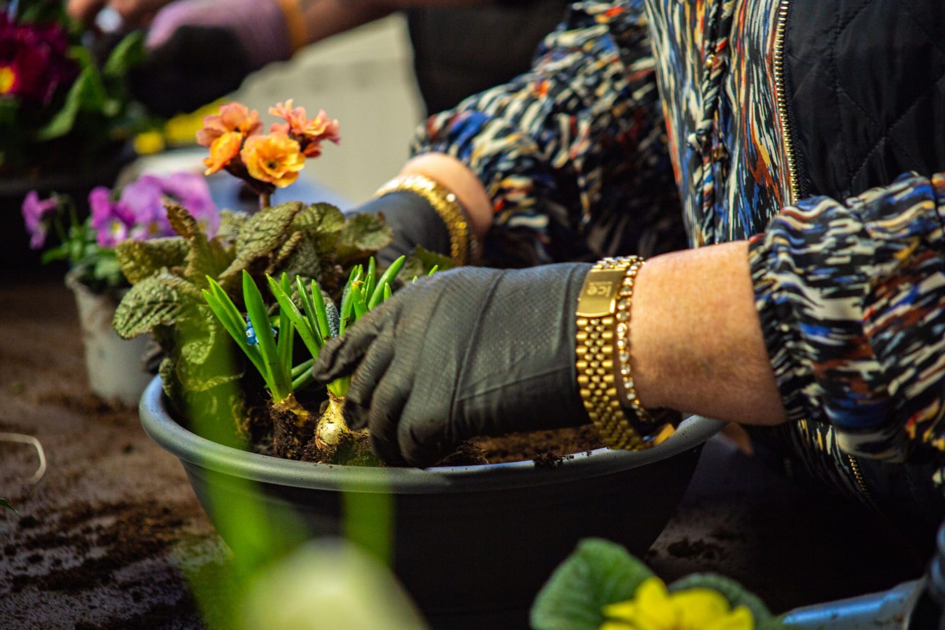 Une personne portant des gants noirs et un bracelet en or rempote soigneusement des plantes vertes et des fleurs orange dans un bol noir.