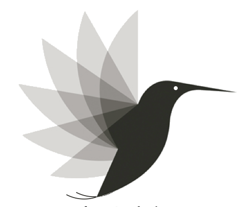 Colibri noir en vol, aux ailes grises translucides et superposées.