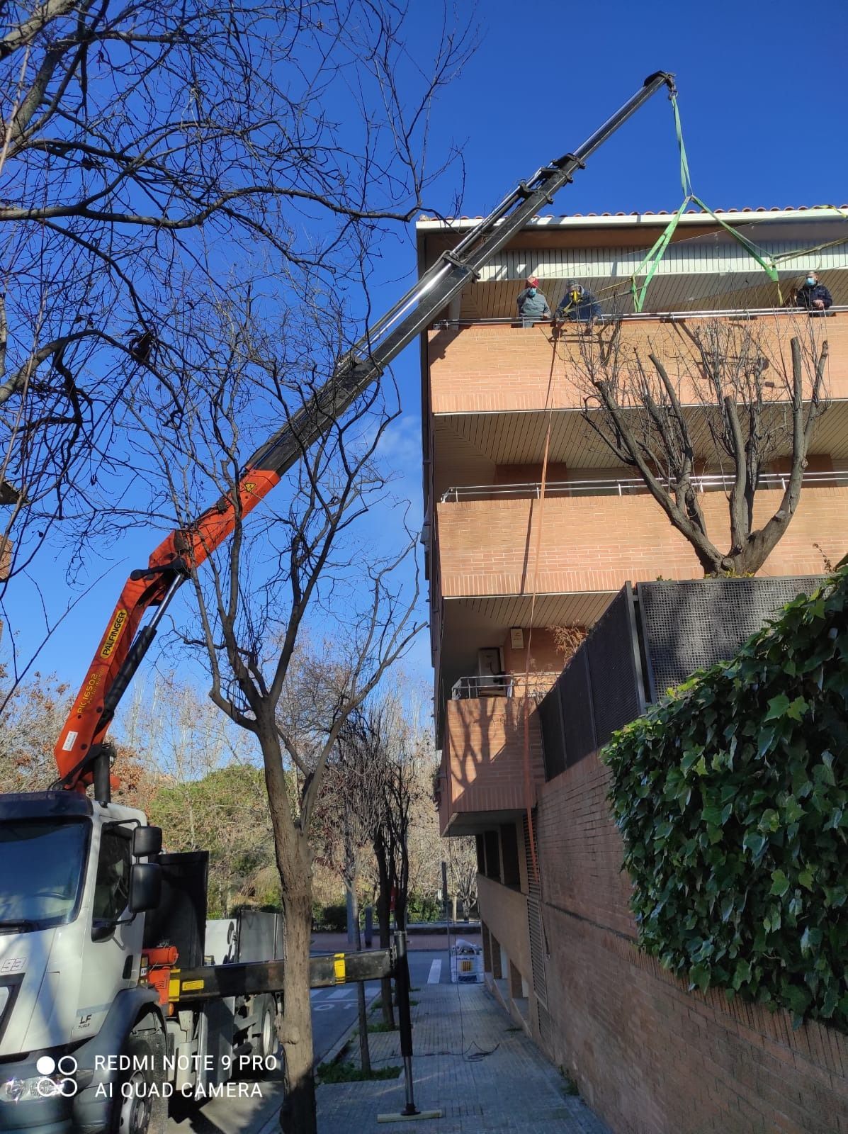 Se está utilizando una grúa para levantar un árbol frente a un edificio.