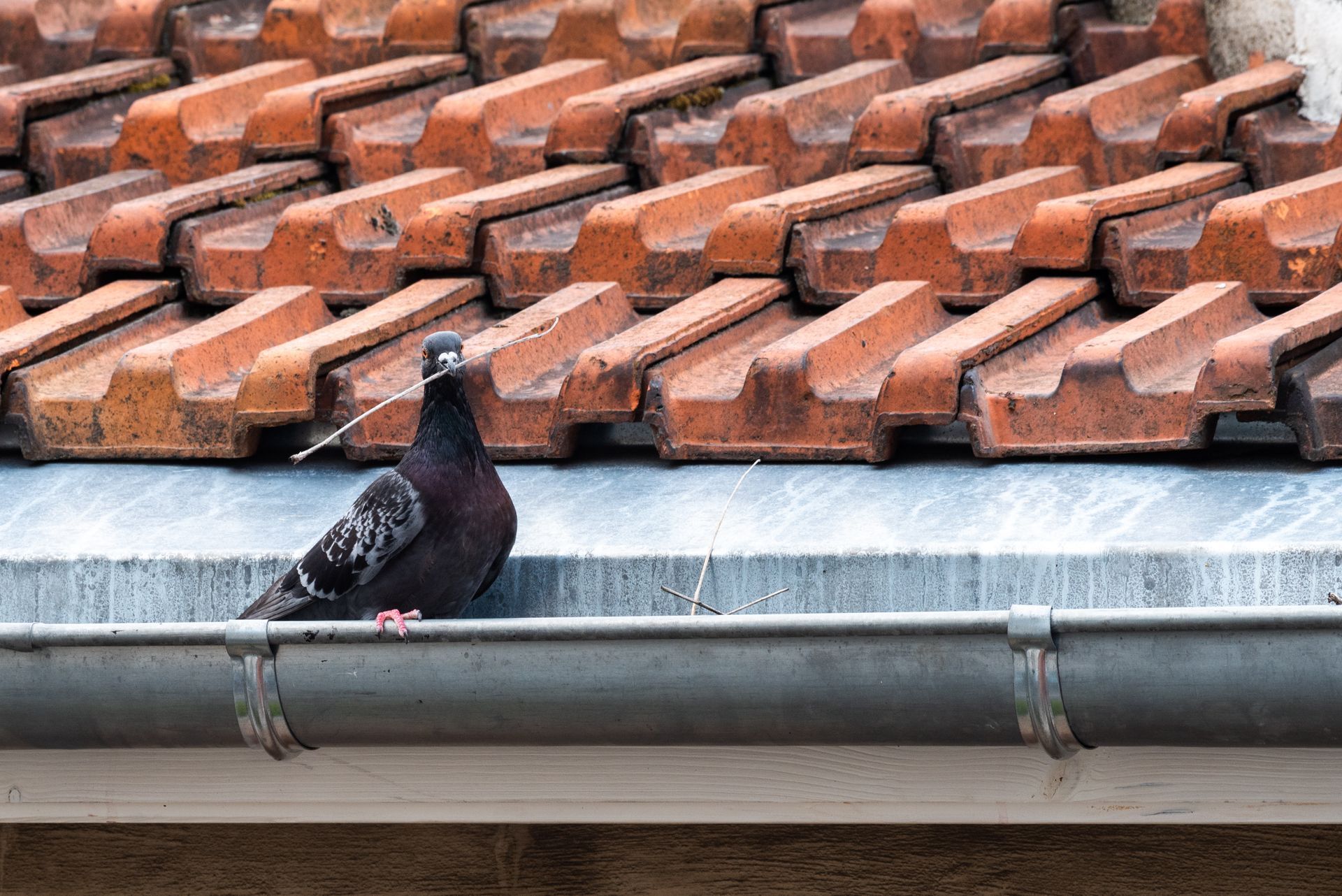 Un pigeon dans une goutière